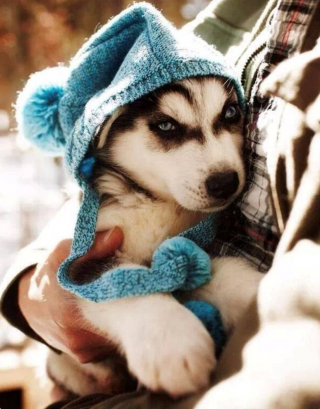 Article illustration: 16 photos of puppies that embody cuteness at its highest level