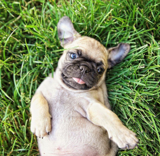 Article illustration: 16 photos of puppies that embody cuteness at its highest level