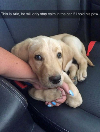 Article illustration: 16 photos of puppies that embody cuteness at its highest level