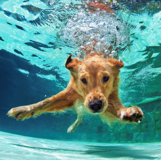 Article illustration: 16 photos of puppies that embody cuteness at its highest level