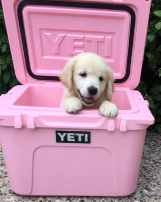 Article illustration: 16 photos of puppies that embody cuteness at its highest level