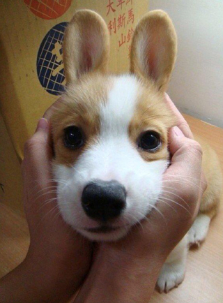Article illustration: 16 photos of puppies that embody cuteness at its highest level