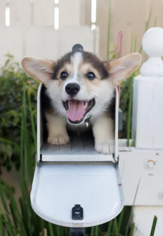 Article illustration: 16 photos of puppies that embody cuteness at its highest level