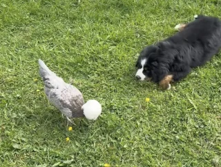 Illustration of the article: Rejected by all the animals on the farm, a little Bernese Mountain dog finally finds friendship with a sheep (video)