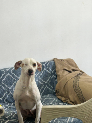 Illustration of the article: “Jade was shot at point blank range in her right eye”, this one-eyed dog dreams of meeting loving adopters