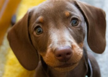 Canine evolution, dogs have developed a unique facial muscle to soften us