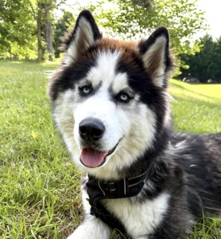 Illustration of the article: Abandoned just before the sale of their house, these 2 Huskies are adopted by the new owner and find their home (video)