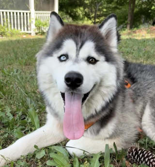 Illustration of the article: Abandoned just before the sale of their house, these 2 Huskies are adopted by the new owner and find their home (video)