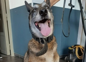 Confined in the trunk of a car when not being exploited, this 12-year-old dog is finally saved