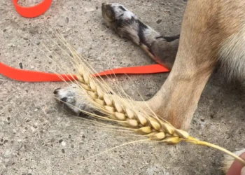 Awns: How to protect your dog