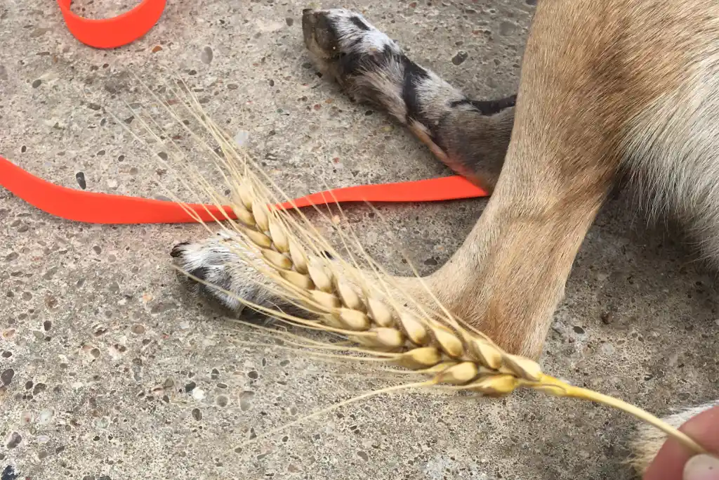 Awns: How to protect your dog