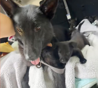 Illustration of the article: Abandoned in the wild, this exhausted dog protected her babies at all costs until the arrival of a benefactor (video)