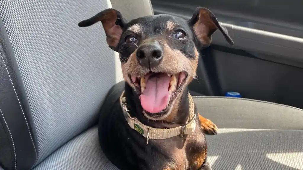 Hund niemals bei Hitze allein im Auto zurücklassen