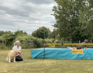Illustration of the article: For their therapy dog's 4th birthday, students give her an adorable surprise by singing “Happy Birthday” to her (video)