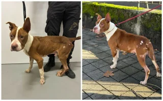 Illustration of the article: 13 photos of rescued dogs that demonstrate the power of second chances