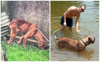 Illustration of the article: 13 photos of rescued dogs that demonstrate the power of second chances
