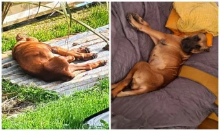 Illustration of the article: 13 photos of rescued dogs that demonstrate the power of second chances