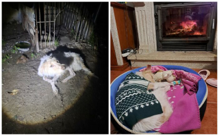 Illustration of the article: 13 photos of rescued dogs that demonstrate the power of second chances