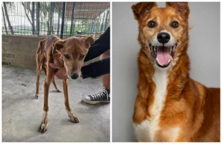 Illustration of the article: 13 photos of rescued dogs that demonstrate the power of second chances