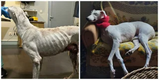 Illustration of the article: 13 photos of rescued dogs that demonstrate the power of second chances