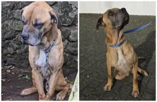 Illustration of the article: 13 photos of rescued dogs that demonstrate the power of second chances