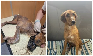 Illustration of the article: 13 photos of rescued dogs that demonstrate the power of second chances