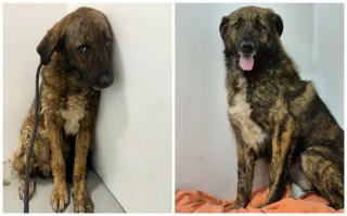 Illustration of the article: 13 photos of rescued dogs that demonstrate the power of second chances