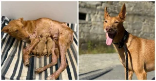 Illustration of the article: 13 photos of rescued dogs that demonstrate the power of second chances