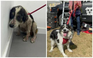 Illustration of the article: 13 photos of rescued dogs that demonstrate the power of second chances