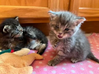 Illustration of the article: Thanks to the exceptional flair of their 2 German Shepherds, these owners free 2 kittens stuck in a barn