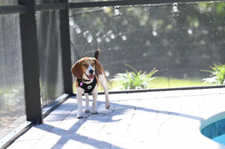 Illustration of the article: Deemed too gentle to hunt, this Beagle left in a dilapidated enclosure by a hunter is saved then adopted by a loving family