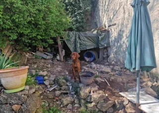 Illustration of the article: In the Var (83), an intervention by the gendarmes and the SPA made it possible to save 3 dogs locked in cages and living in unworthy conditions