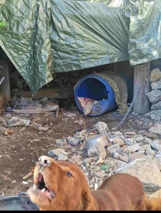 Illustration of the article: In the Var (83), an intervention by the gendarmes and the SPA made it possible to save 3 dogs locked in cages and living in unworthy conditions