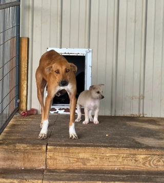 Illustration of the article: The photo showing a stray dog ​​wrapping her puppy to protect him from the cold arouses a surge of emotion and solidarity which saves them