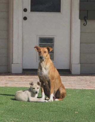 Illustration of the article: The photo showing a stray dog ​​wrapping her puppy to protect him from the cold arouses a surge of emotion and solidarity which saves them