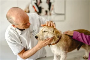 Examination Dog_c The Healthy Animal