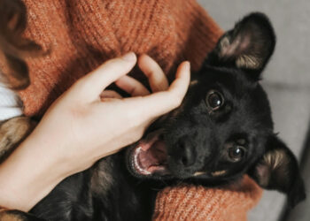 National Identification Week 2026: why having your dog or cat identified is so important?