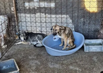 Romanian killing station: Around 240 dogs left to die