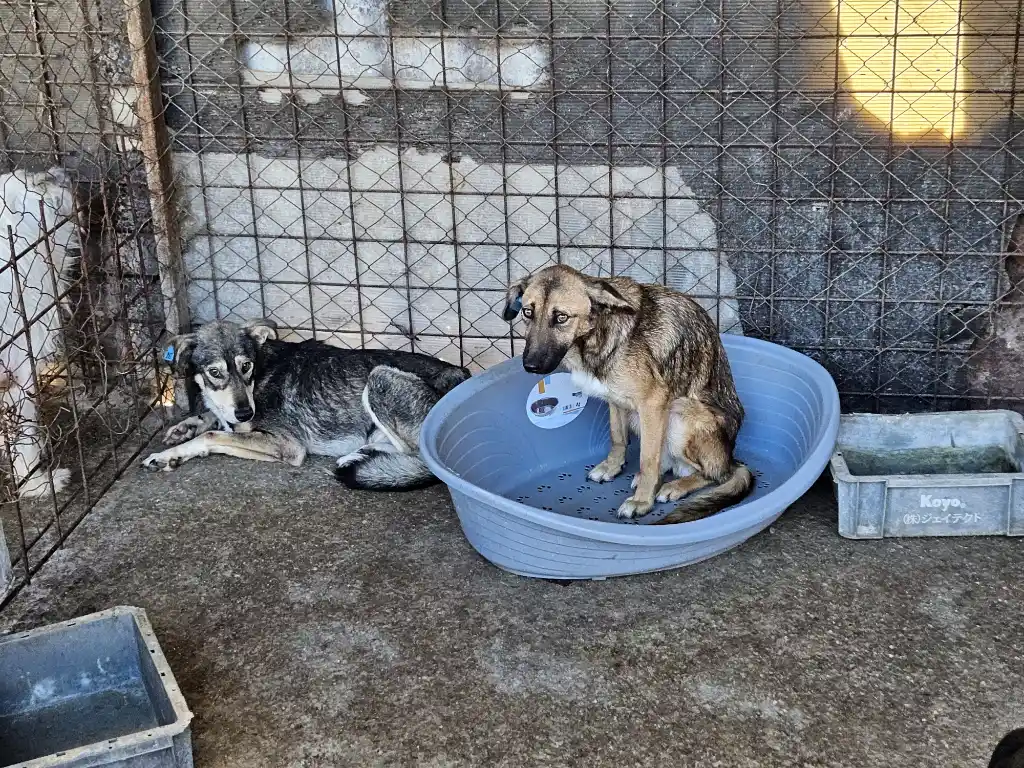 Romanian killing station: Around 240 dogs left to die