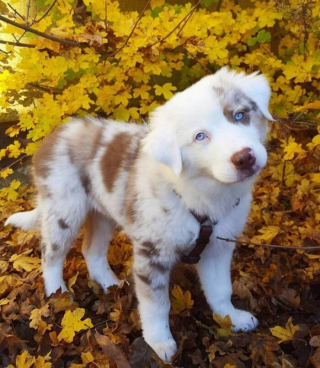 Article illustration: 16 Adorable Puppy Photos to Brighten Your Day