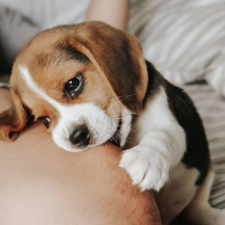 Article illustration: 16 Adorable Puppy Photos to Brighten Your Day
