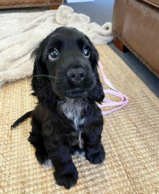 Article illustration: 16 Adorable Puppy Photos to Brighten Your Day