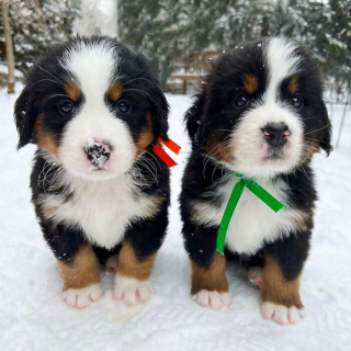 Article illustration: 16 Adorable Puppy Photos to Brighten Your Day