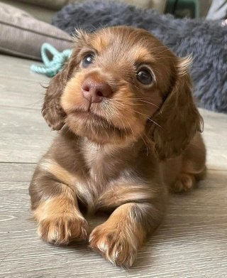Article illustration: 16 Adorable Puppy Photos to Brighten Your Day