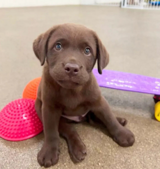 Article illustration: 16 Adorable Puppy Photos to Brighten Your Day