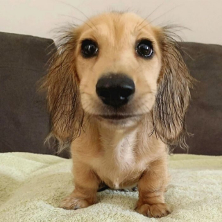 Article illustration: 16 Adorable Puppy Photos to Brighten Your Day
