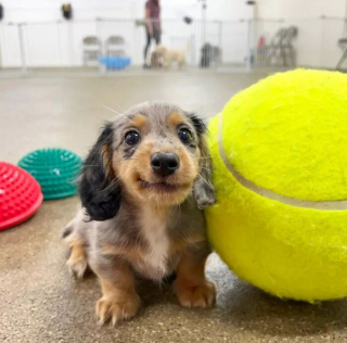 Article illustration: 16 Adorable Puppy Photos to Brighten Your Day