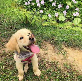 Article illustration: 16 Adorable Puppy Photos to Brighten Your Day