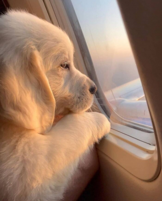 Article illustration: 16 Adorable Puppy Photos to Brighten Your Day