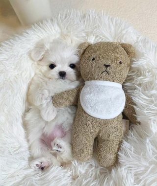 Article illustration: 16 Adorable Puppy Photos to Brighten Your Day